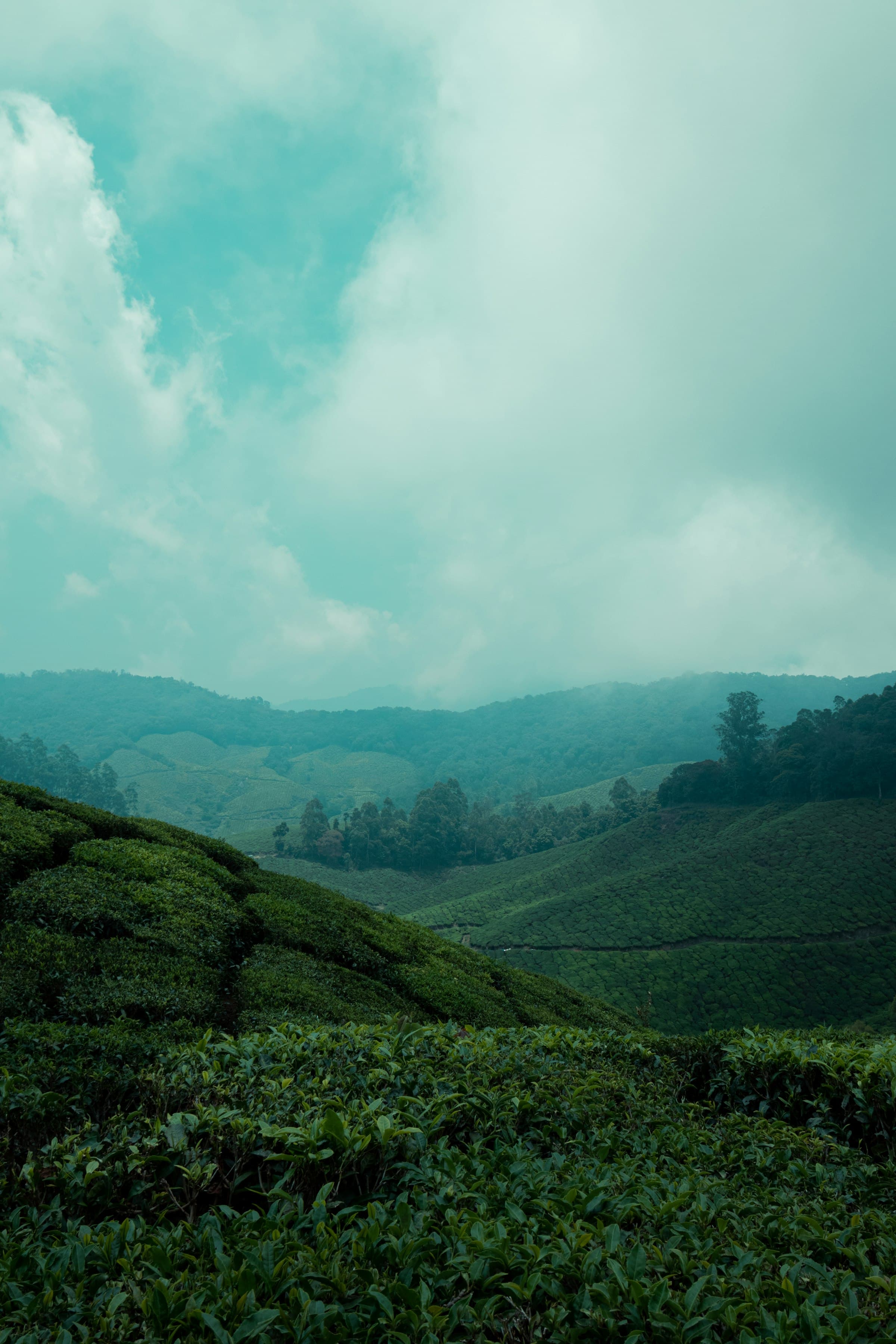 Tea-covered hills under drifting monsoon cloud